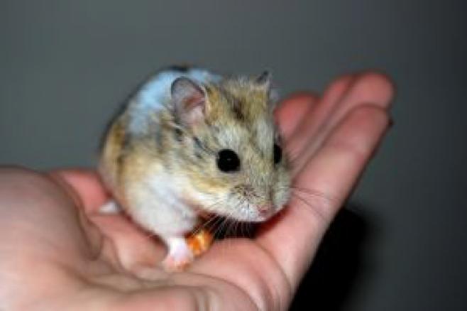 1173214_hamster.jpg